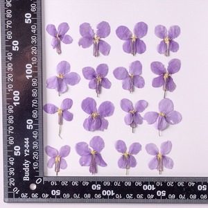 Février orchidée fleur séchée fleur pressée bricolage signets en relief goutte à goutte colle fleur séchée coque de téléphone portable spécimen de plante - Product Image 6
