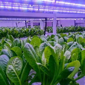 Vertical Hydroponics Indoor Growing Container Farm Full Climate Control For Leafy Greens Vegetable Cultivation - Product Image 2