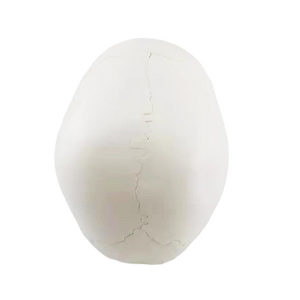Modello di Cranio Umano Smontabile in Colore Puro con 22 Parti, Modello Anatomico di Cranio Bianco per Adulti - Product Image 5