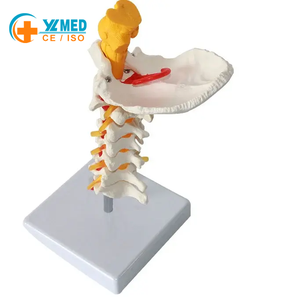 Modelo Anatómico Educativo de Columna Lumbar, Recurso Didáctico, Modelo de Columna <span class=keywords><strong>Cervical</strong></span> con Tronco Cerebral para Uso en Laboratorio - Product Image 2