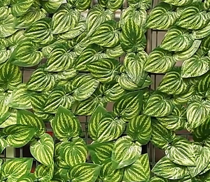 <span class=keywords><strong>Haie</strong></span> artificielle, <span class=keywords><strong>haie</strong></span> artificielle en lierre grimpant, <span class=keywords><strong>haie</strong></span> murale, décoration de <span class=keywords><strong>haie</strong></span>, panneau de clôture d'intimité, clôture en herbe continue - Product Image 3