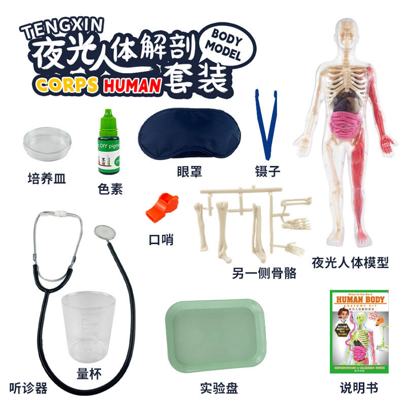 Série corps humain - Ensemble de modèles de corps humain lumineux txx-018b