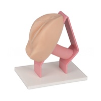 Simulador de Examen Ginecológico, Modelo de Examen Cervical Femenino