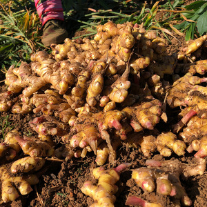 <span class=keywords><strong>2025</strong></span> Hot Bán Chất Lượng Cao Hữu Cơ Gừng Gốc 150G Gừng Tươi Xuất Khẩu Từ Trung Quốc Khô Thực Phẩm Thành Phần - Product Image 2