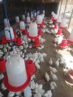 Système de chaîne d'alimentation pour équipement de volaille Poussins de volaille Mangeoire en plastique