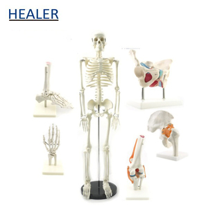 Modelo anatómico de articulación de <span class=keywords><strong>hombro</strong></span> de <span class=keywords><strong>esqueleto</strong></span> <span class=keywords><strong>humano</strong></span> con modelo de enseñanza de ligamento para ciencia médica - Product Image 6