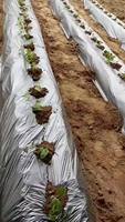 Les melons, les fruits et le tabac peuvent tous être utilisés : film plastique pour couvrir les concombres, les pastèques, les tomates, les épinards et le céleri