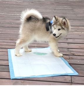 Kostenlose Probe OEM China Lieferant Haustiere und Hunde Zubehör Einweg Welpe Haustier Training Hund Toiletten matte - Product Image 1