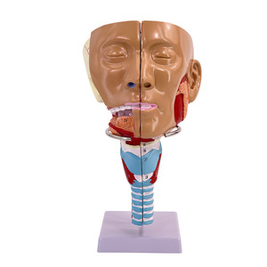 Modèle anatomique médical du trachée-nasopharynx et des muscles pharyngés ; troubles de la motricité des muscles crico-pharyngéens - Product Image 1