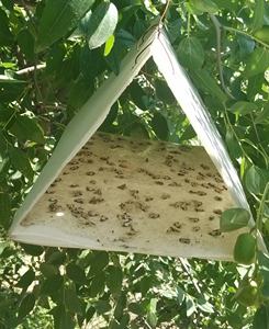 Appât phéromonal efficace pour la mite des pommes (Cydia Pomonella) – Liquide phéromonal écologique pour la protection des arbres fruitiers – Pesticide - Product Image 2