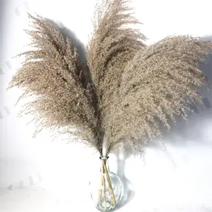 Y-1108 Nature Dried Small Brown Pampas Grass For Wedding And Home Decorations