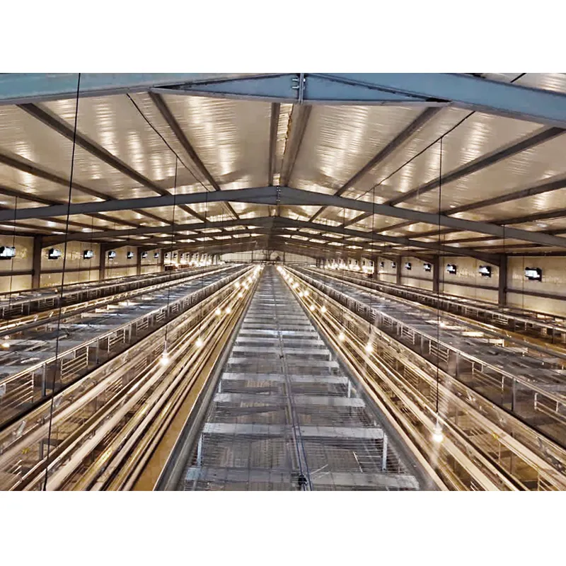 قفص الدواجن الأوتوماتيكي بالكامل نوع H قفص البيض معدات المزارع قفص الدجاج مزرعة الطيور 10000 طبقة للبيع