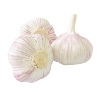 Ail frais biologique (blanc normal/blanc pur) de la dernière récolte exporté vers l'Afrique (Angola/Sénégal/Gongo/Gabon/Ghana/Kenya/Mali)