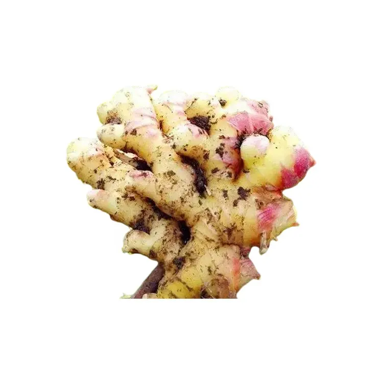 Производитель поставщик зрелые кроп-естественная сушка на воздухе сушеные качество Горячая продажа Органические свежие желтый имбирь