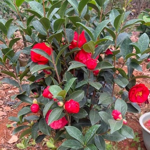 Camellia sinensis(L.)O.Kuntze, magnifiques plantes ornementales, semis, décoration pour la maison et l'hôtel, arbre à fleurs de camélia avec pot - Product Image 4