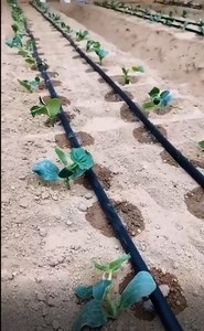 ชุดอุปกรณ์<span class=keywords><strong>รด</strong></span>น้ำหยดขนาด 16 มม. พร้อมปั๊มน้ำ กรองน้ำ หัวฉีด<span class=keywords><strong>ปุ๋ย</strong></span>เวนทูรี ชุดเต็มสำหรับการเกษตร สำหรับฟาร์มขนาด 1 เอเคอร์ - Product Image 6