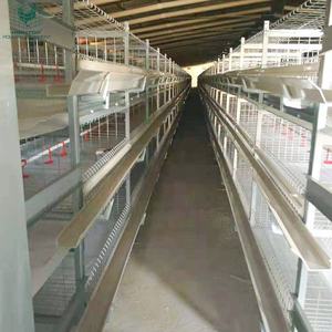 Equipo de cría de aves de corral duradero galvanizado en caliente tipo H nuevo automático batería de pollos de engorde jaula cinturón de limpieza de estiércol <span class=keywords><strong>para</strong></span> - Product Image 4