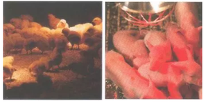 175W Infrarot-IR-Kohlefaser-Heiz lampe wärme isolierende Aluminiums chale E27 für Küken geflügel - Product Image 5