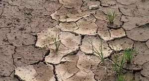 Substrat ensemencement processus unique Unioasis engrais microbien organique gingembre <span class=keywords><strong>ail</strong></span> favoriser l'enracinement - Product Image 4