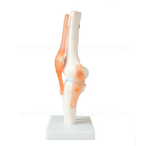 Modelo Anatómico de Articulación de <span class=keywords><strong>Rodilla</strong></span> de <span class=keywords><strong>Esqueleto</strong></span> <span class=keywords><strong>Humano</strong></span> a Tamaño Real - Product Image 3