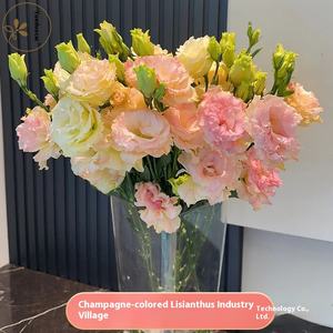 Suministro Directo de Kunming, <span class=keywords><strong>Eustoma</strong></span> <span class=keywords><strong>Grandiflorum</strong></span> Fresca de la Marca Guoxiaomi con Capullos, 8-13 Ramas/Atado, Pétalos de 5cm para Otras Ocasiones - Product Image 2