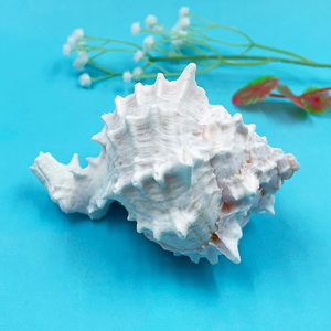 ขายเปลือกหอยทากราคาดีที่สุดขายเปลือกหอย <span class=keywords><strong>Murex</strong></span> ปากสีชมพูธรรมชาติ 100% - Product Image 6