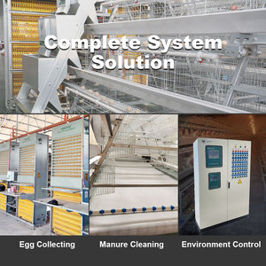 Équipement d'élevage avicole : Système de cages en batterie de type A automatique galvanisé à chaud <span class=keywords><strong>pour</strong></span> <span class=keywords><strong>poules</strong></span> <span class=keywords><strong>pondeuses</strong></span> - Product Image 4