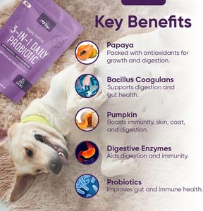 Vitamines pour chiens en marque privée ODM/OEM - Vitamines et minéraux quotidiens sous forme de friandises molles pour soutenir l'énergie et la santé du corps - Product Image 5
