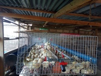 Cage de pondeuses 1000 poulets volaille ferme animaux Cages poulet poules élevage cage de ponte équipement couche d'œufs