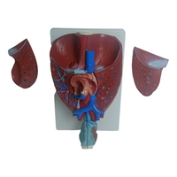 Démonstration de la pratique de la science médicale Taille naturelle Anatomie humaine Système respiratoire viscéral Larynx Larynx Coeur Poumon Modèle