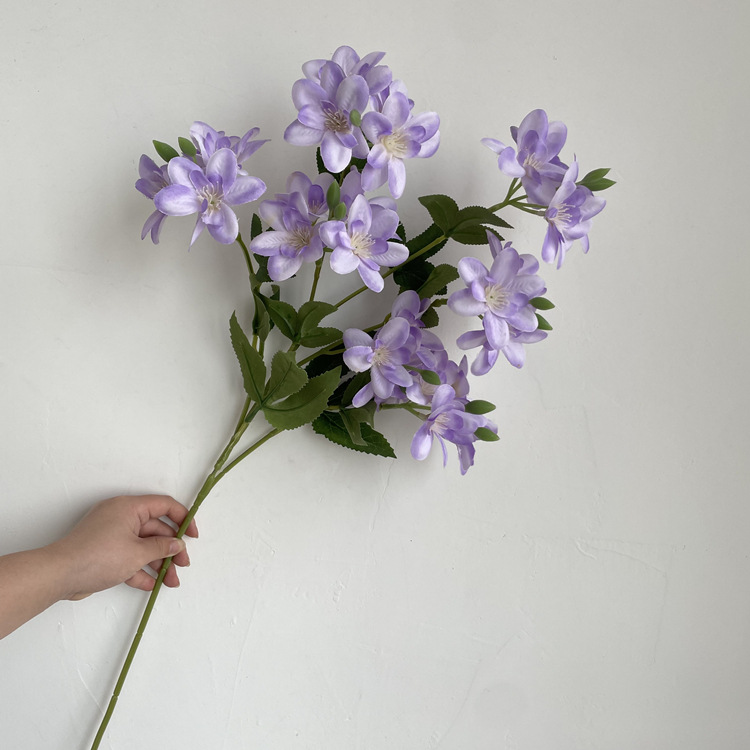 Pourpre