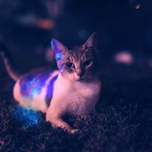 Lámpara UV LED, Linterna <span class=keywords><strong>Ultravioleta</strong></span> de <span class=keywords><strong>365</strong></span> <span class=keywords><strong>nm</strong></span> para Gatos, para Detección de Piel de Mascotas, <span class=keywords><strong>Luz</strong></span> Negra LED UV, Linterna Médica - Product Image 1