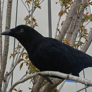 Uccello PE esche flocca corvi caccia esca per esterno corvo morsetto sull'albero