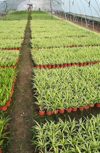 10 gallon nhiệm vụ nặng nề nhựa chậu thổi khuôn 9x16 8x15 nhựa ươm nồi macetas decorativas plsticas ươm chậu 12 Gal - Product Image 3