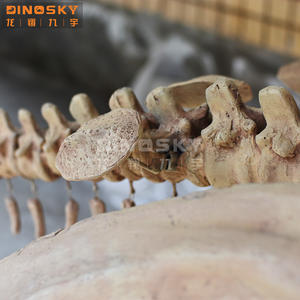 Fossiles <span class=keywords><strong>de</strong></span> dinosaures Liopleurodon artificiels, <span class=keywords><strong>simulation</strong></span> <span class=keywords><strong>de</strong></span> T-rex, squelette <span class=keywords><strong>de</strong></span> dinosaure, exposition muséale, exposition d'amusement, DINOSKY - Product Image 4