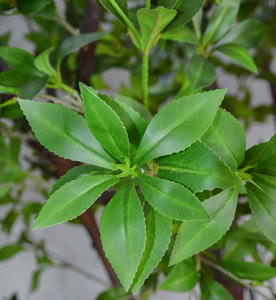 Nouveau style artificiel <span class=keywords><strong>Pieris</strong></span> <span class=keywords><strong>japonica</strong></span> bois véritable naturel faux arbre vert intérieur soie feuilles fausses plantes japonais andromède arbre - Product Image 6