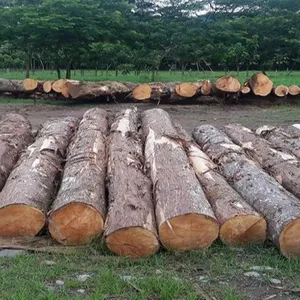 Cypress logs, Hesperocyparis lusitanica logs, Mexican cypress logs, yellow cedar logs, aromatica yellow cedar logs