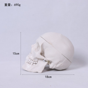 Sinh Học Giảng Dạy Đầu Người <span class=keywords><strong>M</strong></span>ô Hình Trường <span class=keywords><strong>Skeleton</strong></span> Giảng Dạy Y Tế Giải Phẫu Kích Thước Tự Nhiên 3D <span class=keywords><strong>M</strong></span>ô Hình Hộp Sọ Chất Liệu PVC Bền - Product Image 6
