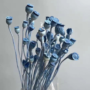 Vente en gros de coquilles de pavot séchées et préservées, mini-têtes de graines pour bouquets de mariage, arrangements floraux, Fête des Mères - Product Image 3