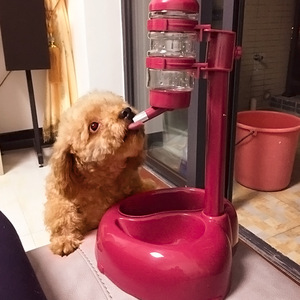 Fontaine à eau automatique pour animaux de compagnie Hoopet, support en plastique, distributeur d'eau pour chiens et chats, pour chiens Teddy - Product Image 3