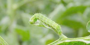 Thiodicarb 75% WP 37.5% SC Pesticida Agroquímico Insecticida para el Control de Plagas - Product Image 6