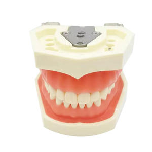 Modello di pratica di preparazione dentale staccabile con denti di pratica di retrazione gengivale, stampo in gomma morbida, con viti - Product Image 6
