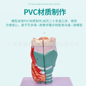 Anatomie naturelle du larynx, modèle pharyngé, spécimen anatomique du larynx, vaisseaux sanguins du larynx, glande thyroïde, larynx - Product Image 1