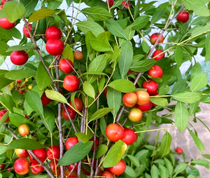 Poudre de cerise chinoise soluble dans l'eau en gros, poudre de fruits naturelle enrichie en calcium, approvisionnement en vrac - Product Image 6