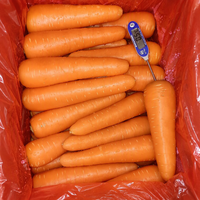 Carottes fraîches 10 kg, emballage en cartons, fournitures de carottes fraîches