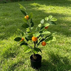 Vibrant Fresh <b>Potted</b> Citrus Fruit <b>Tree</b> with plump vivid fruits for supermarket display courtyard landscape living room - Product Image 6