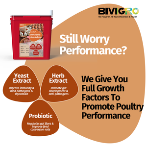 100% tự nhiên growstar composited chiết xuất thảo mộc men Probiotic để thúc đẩy gia cầm Gà Thịt tăng trưởng tăng trưởng - Product Image 2
