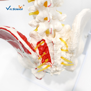 Modèle naturel de l'os occipital et des points d'origine et d'insertion des muscles pelviens des ceintures de la moelle épinière plus grande. - Product Image 4