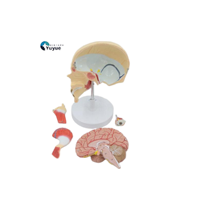 Modello di insegnamento medico masticatorio del muscolo del modello (5 pezzi) per istruzione dentistica & di anatomia - Product Image 1