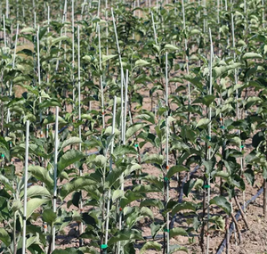 FRP องุ่นสนับสนุนเดิมพันไฟเบอร์กลาสเมล็ดต้นไม้เดิมพัน - Product Image 3